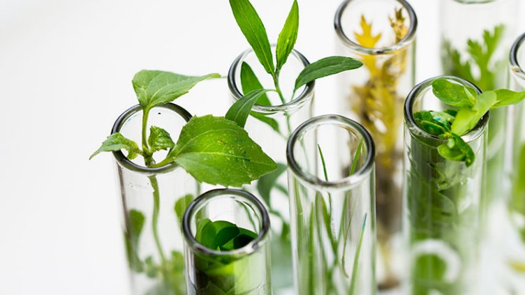 Green plants in science beaker