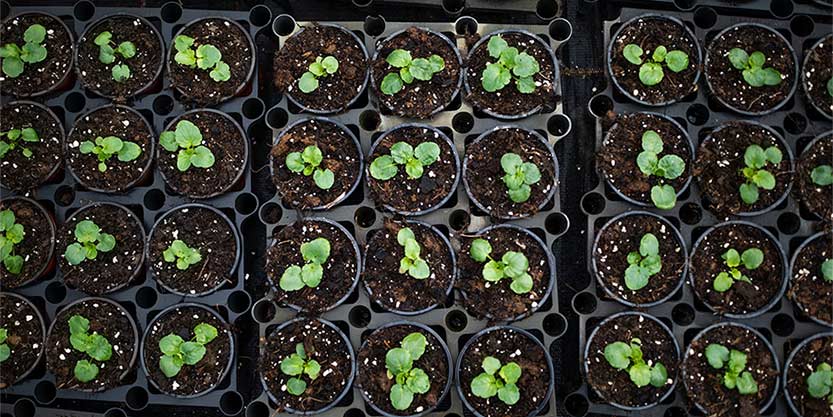 Rows of seedlings in plant pots